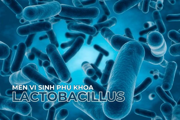 Lactobacillus là loài lợi khuẩn chiếm ưu thế và được nghiên cứu nhiều nhất