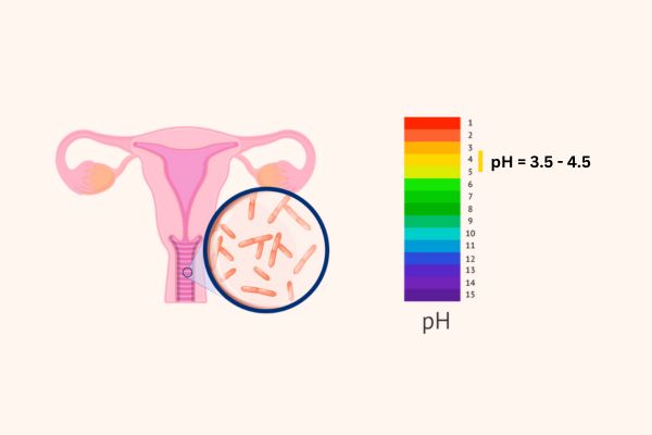 Men vi sinh phụ khoa hỗ trợ điều chỉnh pH âm đạo về mức bình thường