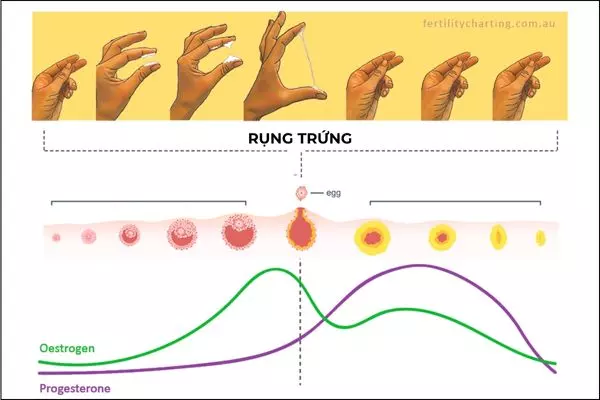 Hormone làm ảnh hưởng đến sự tiết dịch tự nhiên của âm đạo