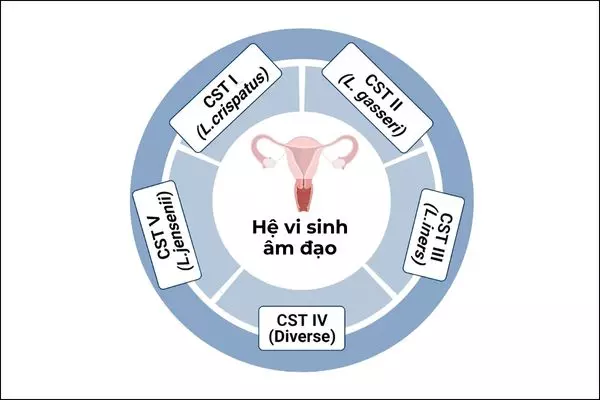 Có đến 4 trong 5 trạng thái khuẩn hệ được chiếm đóng bởi Lactobacillus