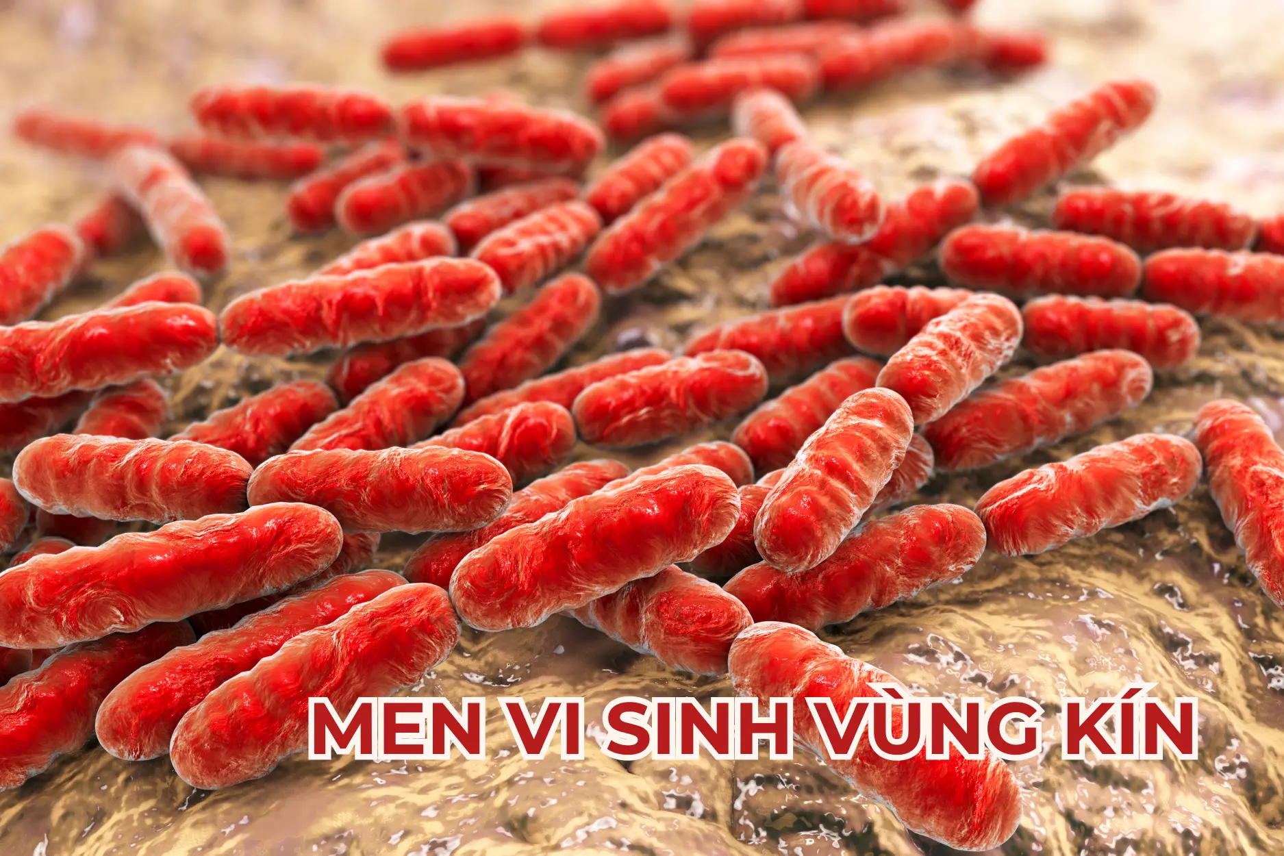Men vi sinh vùng kín là những vi khuẩn có lợi cho âm đạo phụ nữ