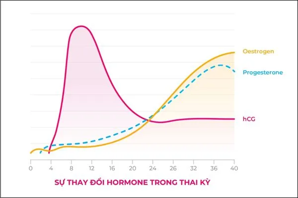 Phụ nữ mang thai thường bị nấm vùng kín do tăng estrogen