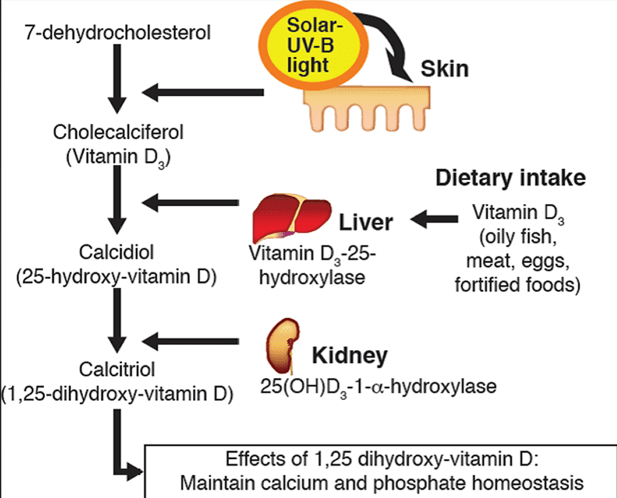 Vitamin D3 K2