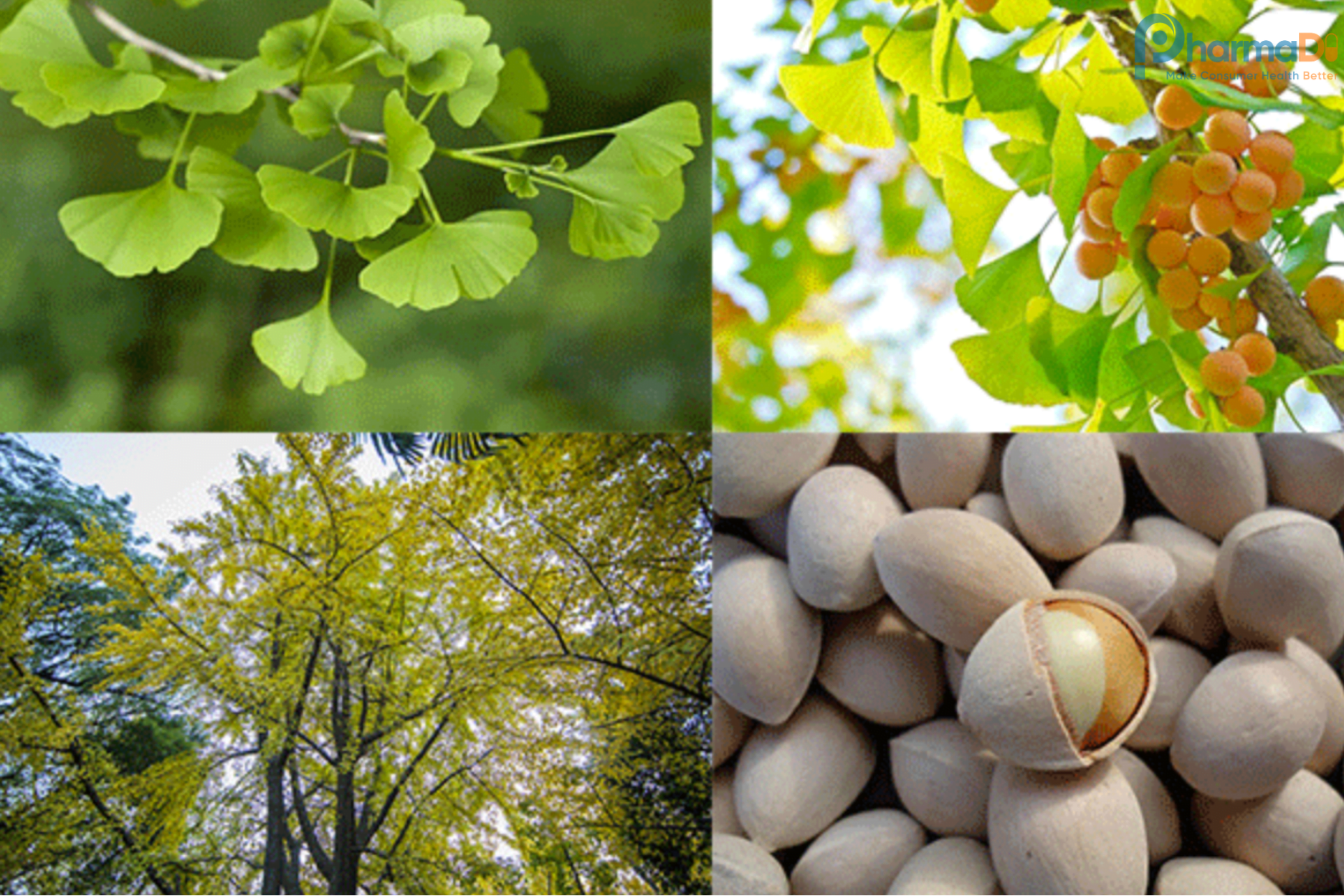Lợi ích Sức Khoẻ Của Ginkgo Biloba