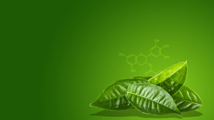 Epigallocatechin gallate (EGCG) là một hợp chất chống oxy hóa mạnh có trong trà xanh