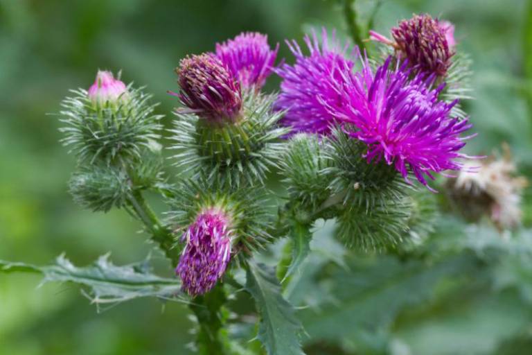 Cây kế sữa (Milk Thistle) - thảo dược thải độc gan
