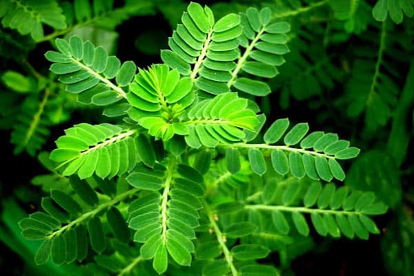 Sử dụng thảo dược đúng liều lượng để giải độc gan hiệu quả